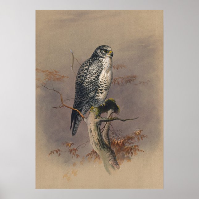 Der Islamische Falke von Joseph Wolf Poster (Vorne)