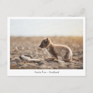 Der junge arktische Fox in Svalbard Postkarte