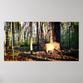 Der junge Buck im Wald Poster
