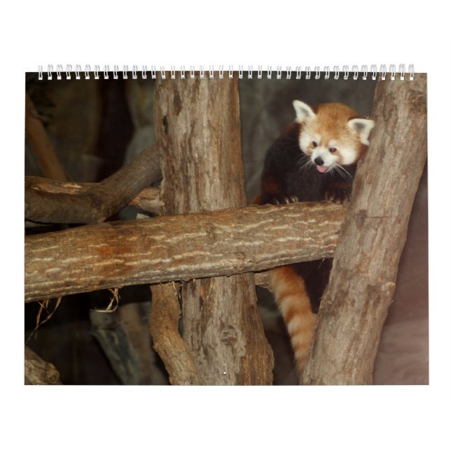 Der Kalender des Tier-Fotos (Titelbild)