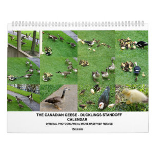 DER *KANADISCHE GÄNSE* - *ENTENKÜKEN* STILLSTAND 2 KALENDER