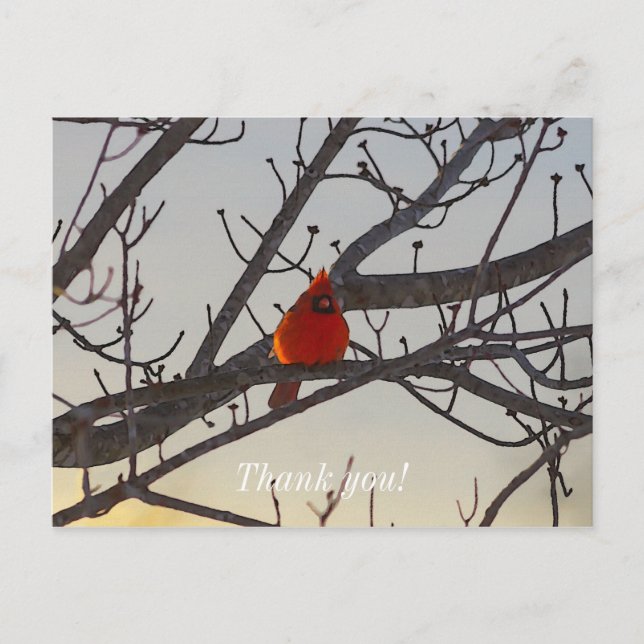 Der Kardinal am Morgen danke Ihnen Postkarte (Vorderseite)