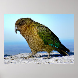 Der Kea - Neuseelands Apline-Papagei Poster
