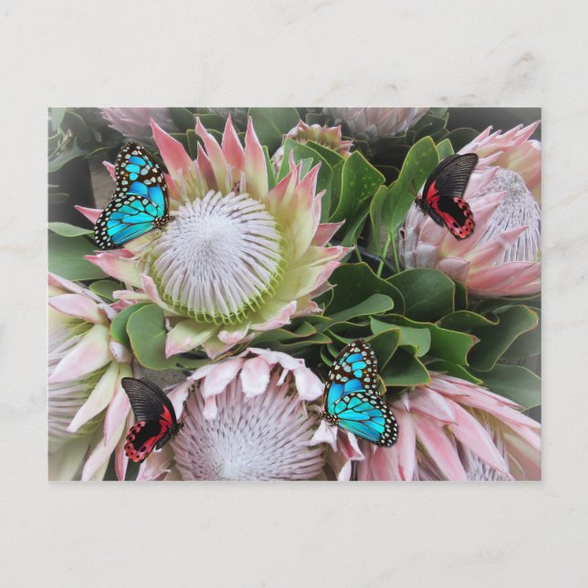 Der King Protea Postkarte (Vorderseite)