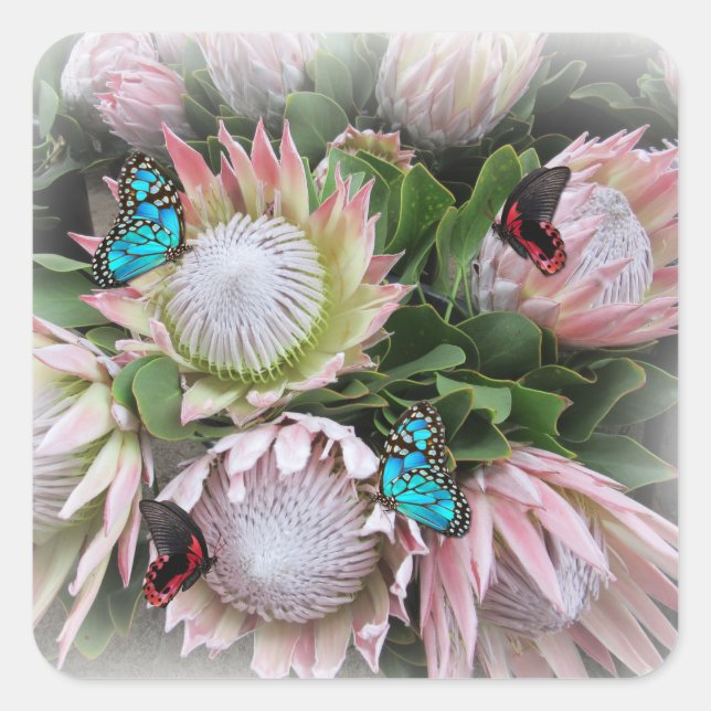 Der King Protea Quadratischer Aufkleber (Vorderseite)