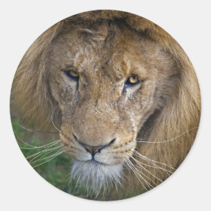 Der King Sticker