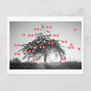 Der Kirschbaum Postkarte
