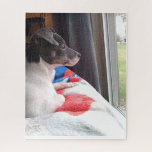 DER KLEINE CHIHUAHUA HUND