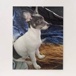 DER KLEINE CHIHUAHUA HUND