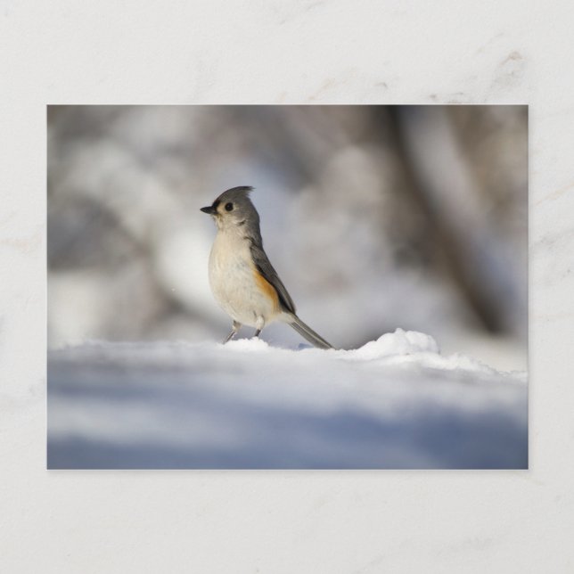 Der kleine Vogel im Schnee Postkarte (Vorderseite)