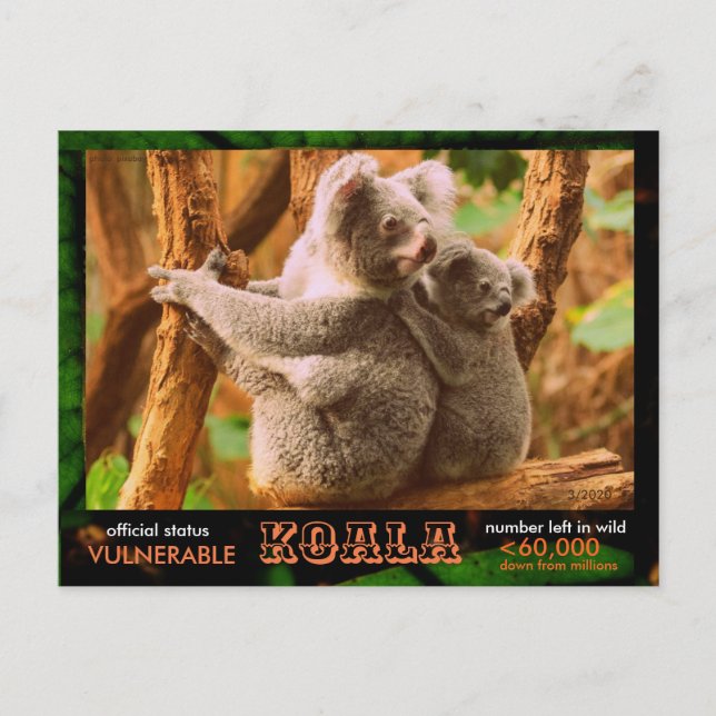 DER KOALA (Bär) ist gefährdet, lesen Sie: - Postkarte (Vorderseite)