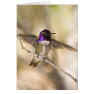 Der Kolibri der Costa