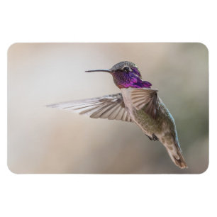 Der Kolibri-großer Foto-Magnet des Costas Magnet