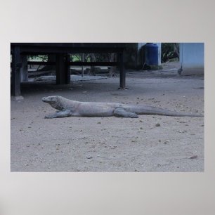 Der Komodo-Drache Poster