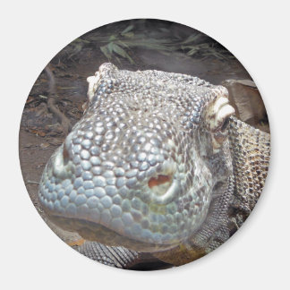 Der Komodo-Look Magnet