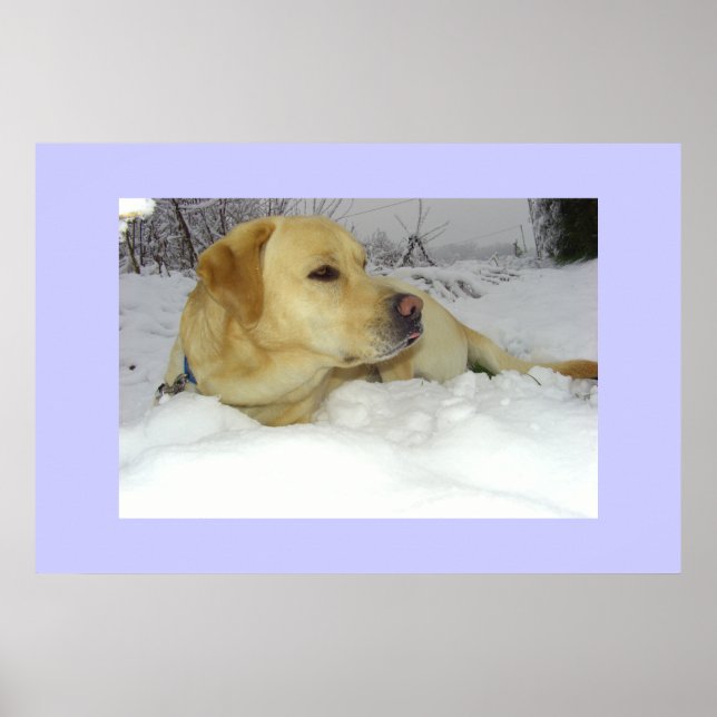 Der König im Schnee - Labrador Winterszene Poster (Vorne)