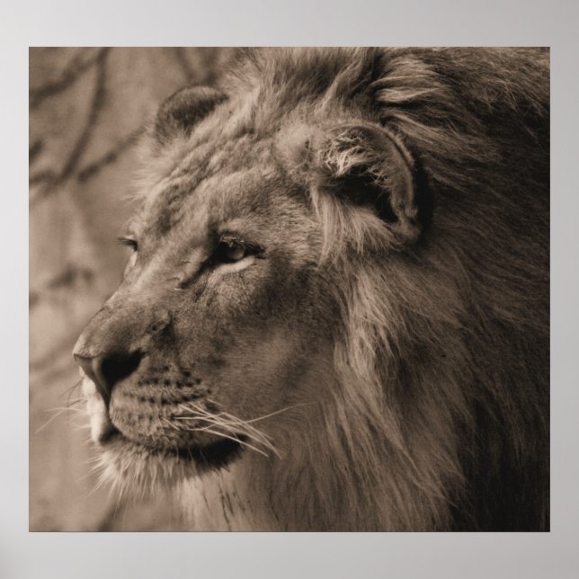 Der König Poster (Vorne)