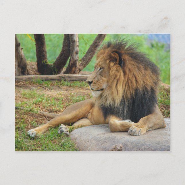 Der König Postkarte (Vorderseite)