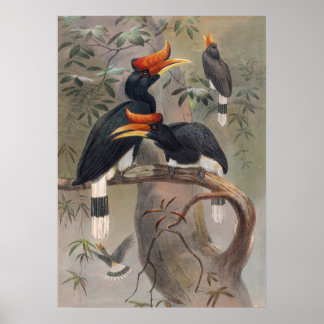Der Konkavkaschierte Hornvogel von Joseph Wolf Poster