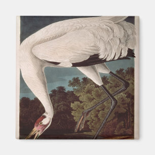 Der Kranich, von "Vögeln Amerikas" Magnet