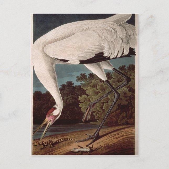 Der Kranich, von "Vögeln Amerikas" Postkarte (Vorderseite)
