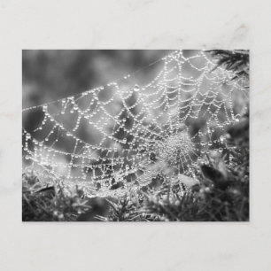 Der Künstler der Natur - Das Web der Spinne - Foto Postkarte