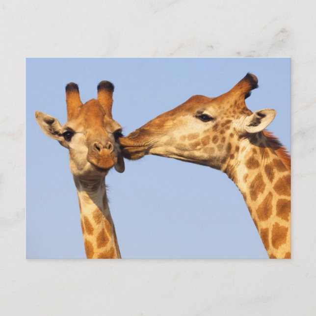 Der Kuss Postkarte (Vorderseite)