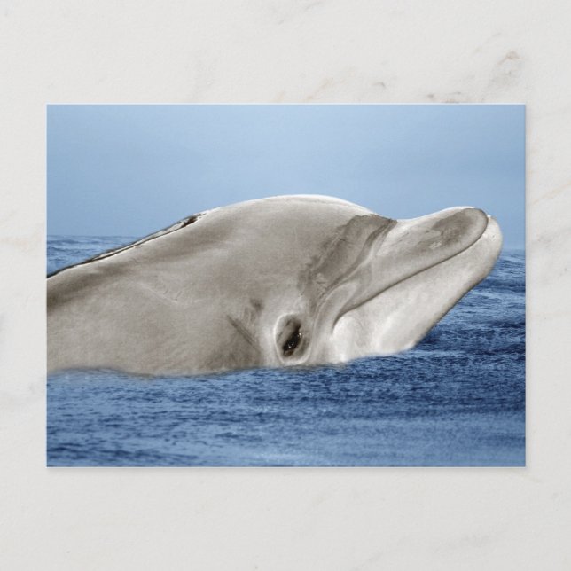 Der lächelnde Delphin Postkarte (Vorderseite)