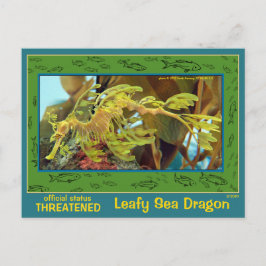 Der Leafy Sea Dragon ist gefährdet - Postkarte