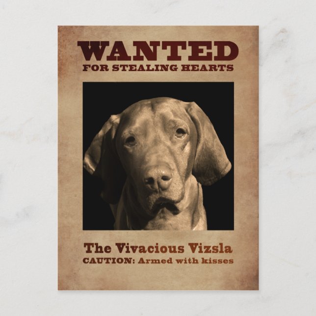Der lebendige Vizsla Postkarte (Vorderseite)