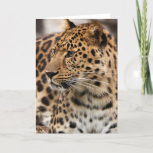 Der Leopard Karte
