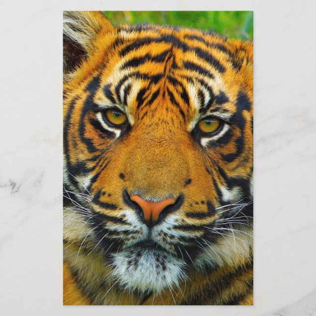 Der letzte TIger Briefpapier (Vorderseite)