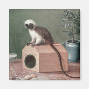 Der Lieblingsaffe von Karl Linnaeus Magnet