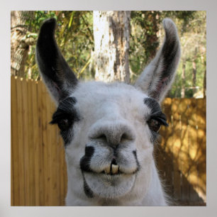 Der Llama Poster