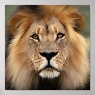 Der Löwe Poster