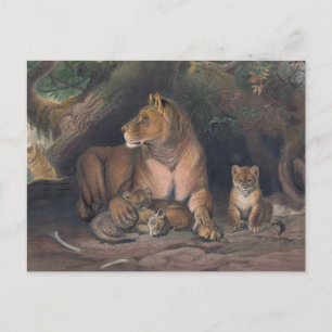 Der Löwe von Joseph Wolf Postkarte