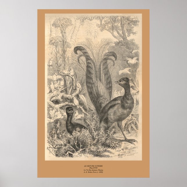 Der Lyre-Vogel Poster (Vorne)