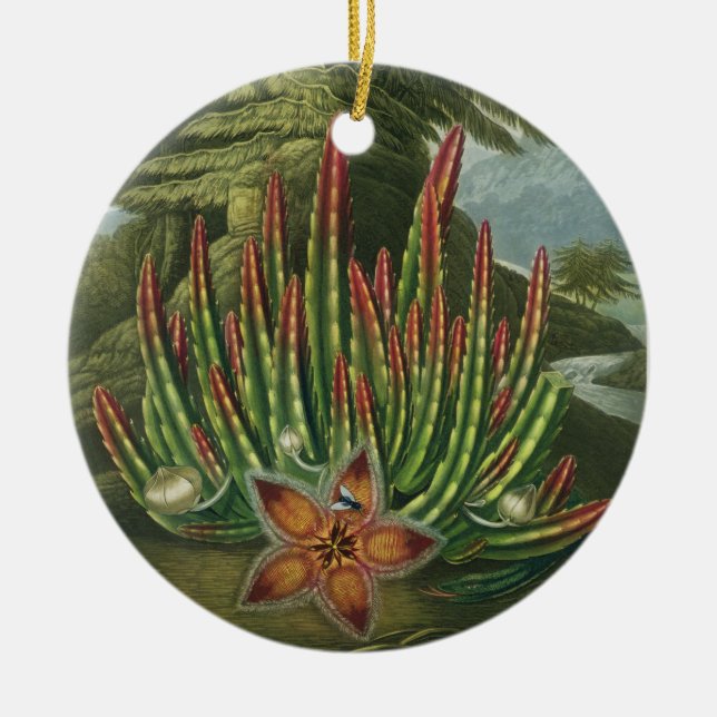 Der Made-Lager Stapelia, graviert durch Stadler, Keramikornament (Vorne)