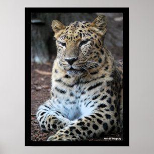 Der majestätische Leopard Poster