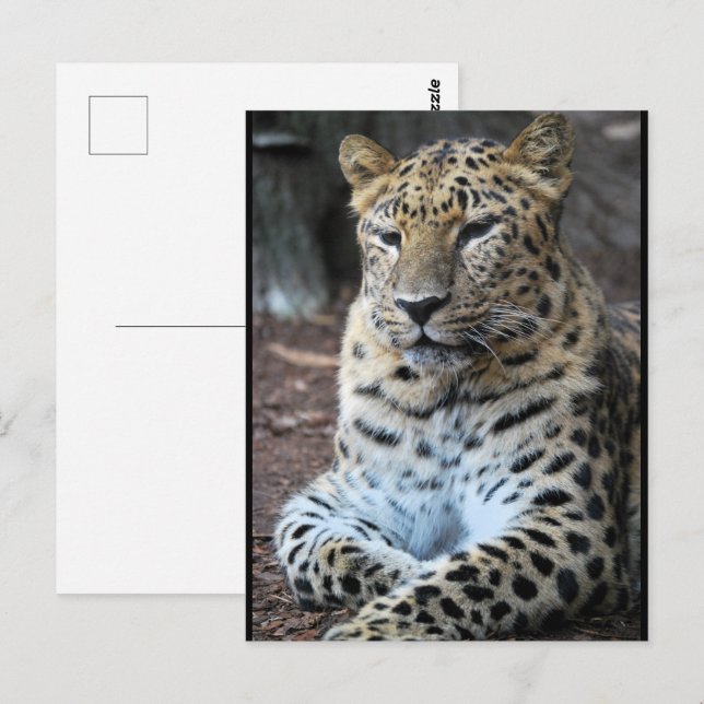 Der majestätische Leopard Postkarte (Vorne/Hinten)