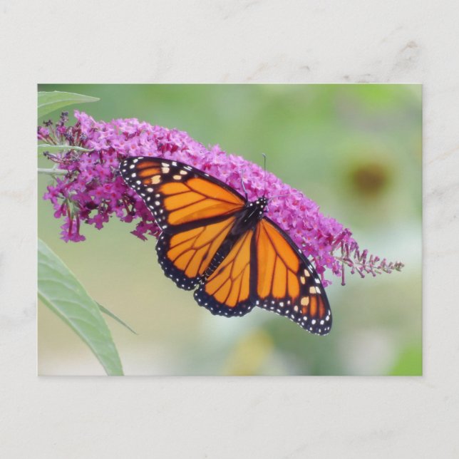 Der männliche Monarch im Schmetterling Bush Postkarte (Vorderseite)