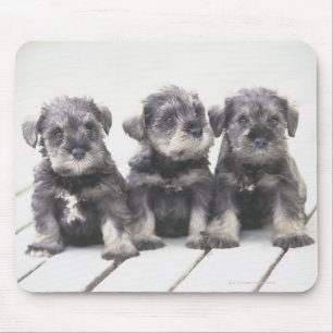Der Miniaturschnauzer ist eine kleine Hunderasse Mousepad