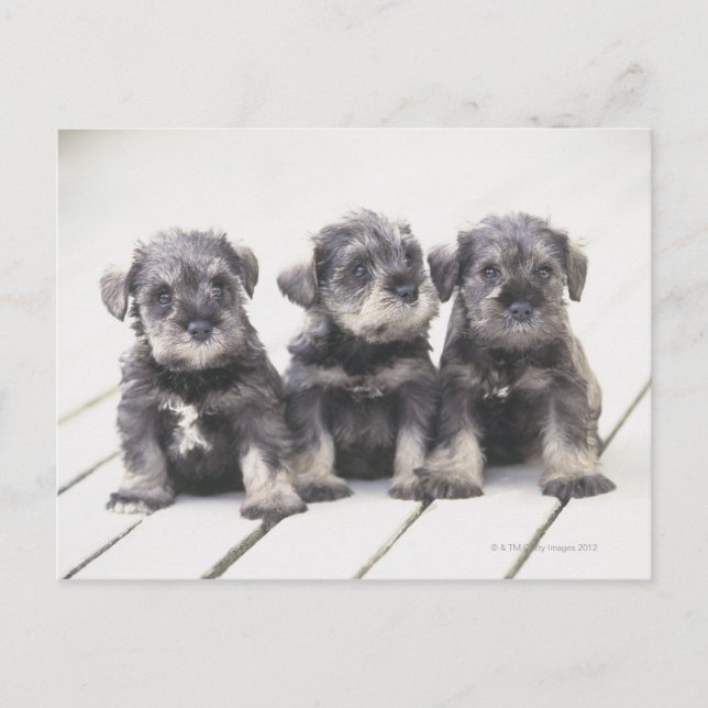 Der Miniaturschnauzer ist eine kleine Hunderasse Postkarte (Vorderseite)