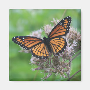 Der Monarch im Wilden Magnet