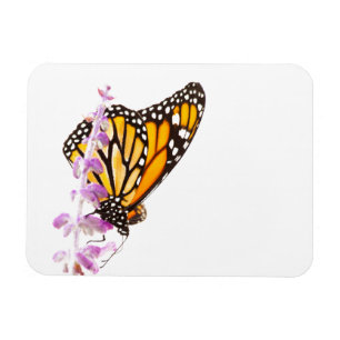 Der Monarch ist auf dem Lavendel Magnet