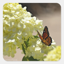 Der Monarch und die Blume