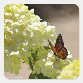 Der Monarch und die Blume Quadratischer Aufkleber