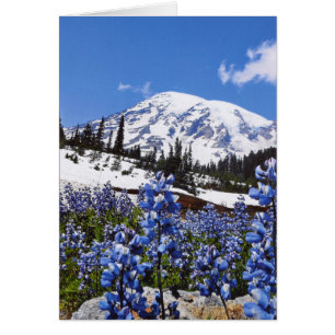 Der Mount Rainier am Paradies-Punkt