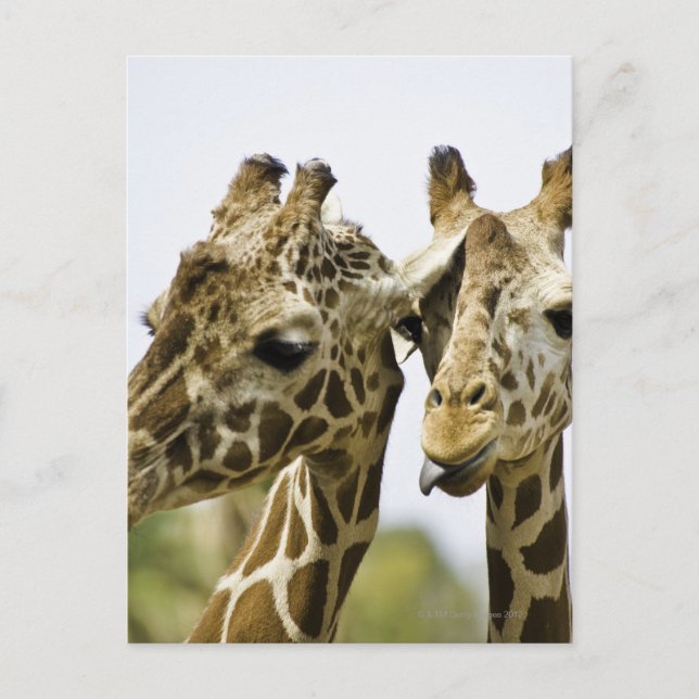Der Name Giraffe leitet sich vom arabischen Wort a Postkarte (Vorderseite)