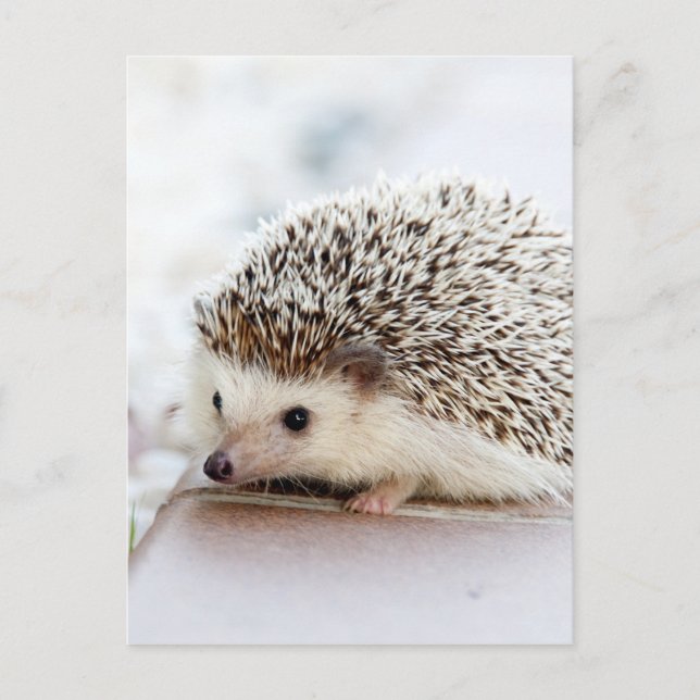 Der Niedliche Baby-Igel Postkarte (Vorderseite)